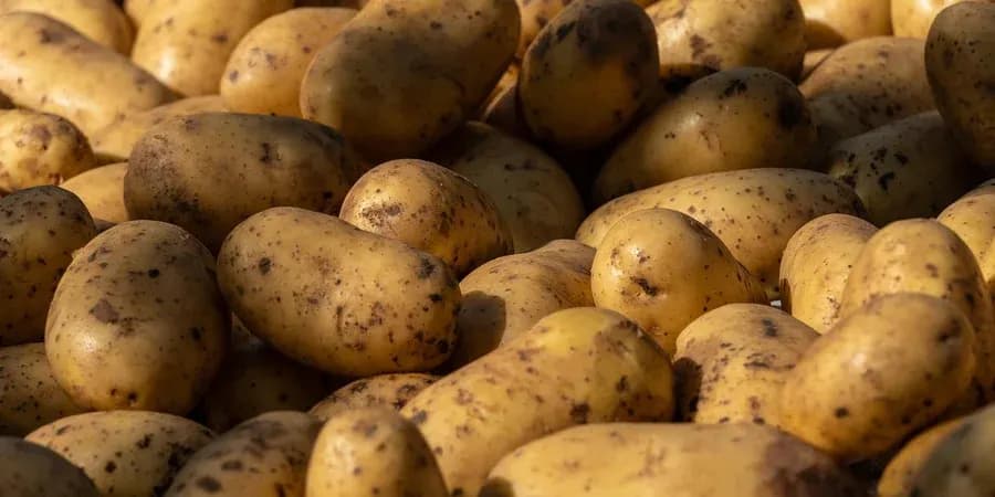 Де у квартирі зберігати картоплю, щоб вона не проросла до весни