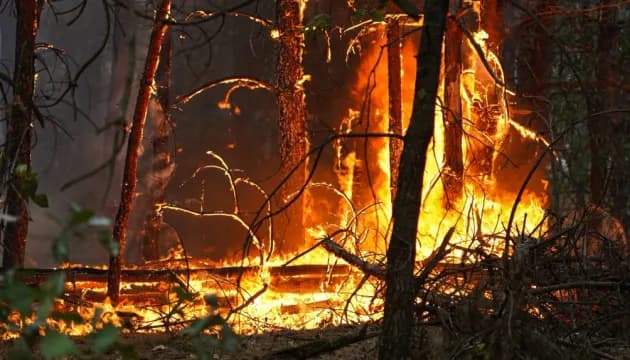 На Черкащині локалізували лісову пожежу на 100 гектарах