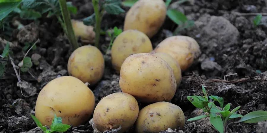 Агрономи назвали сорти картоплі, що найкраще витримали погодні аномалії 2026 року