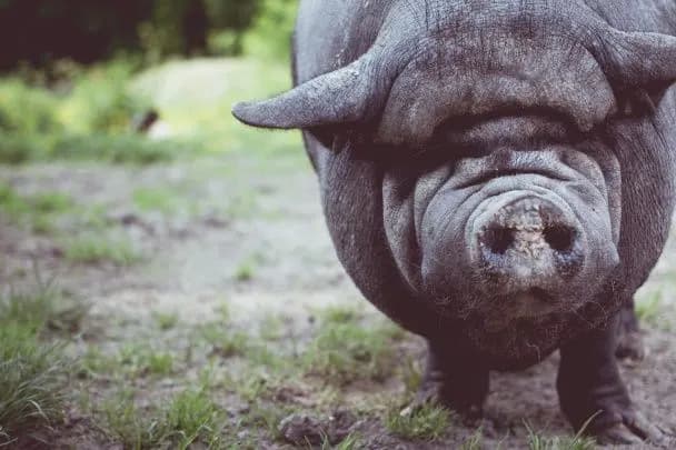 Свині на лаві підсудних: як у Середньовіччі судили тварин