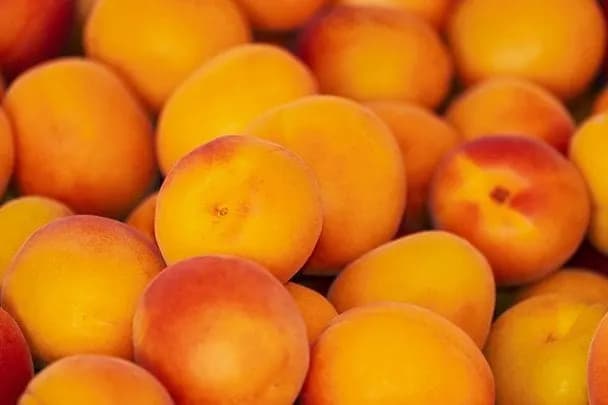 Користь абрикосів: як щоденне вживання впливає на здоров'я