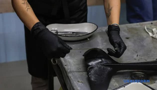 В Одесі досліджують причини загибелі дельфіна: перевіряють вплив війни