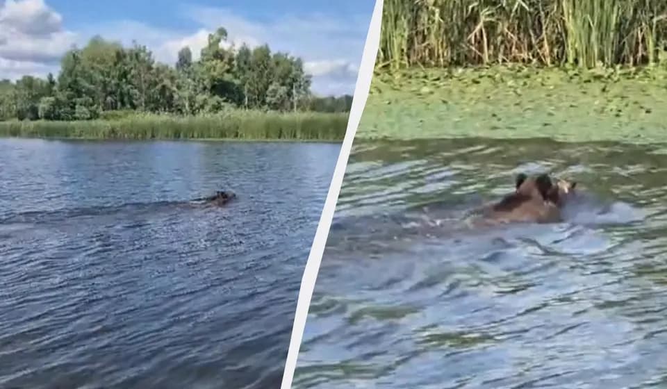 У Чорнобильському заповіднику показали, як дикі кабани перетинають водойми