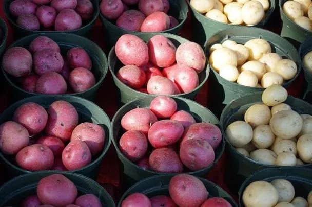 Біла, жовта чи червона: яка картопля найкорисніша для здоров'я