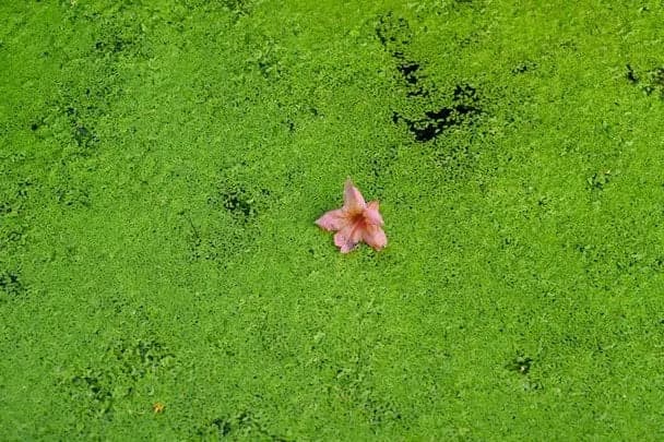 Чи безпечно поливати город зеленою водою з бочки
