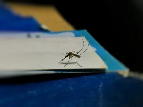 Як позбутися комарів у спальні за допомогою підручних засобів